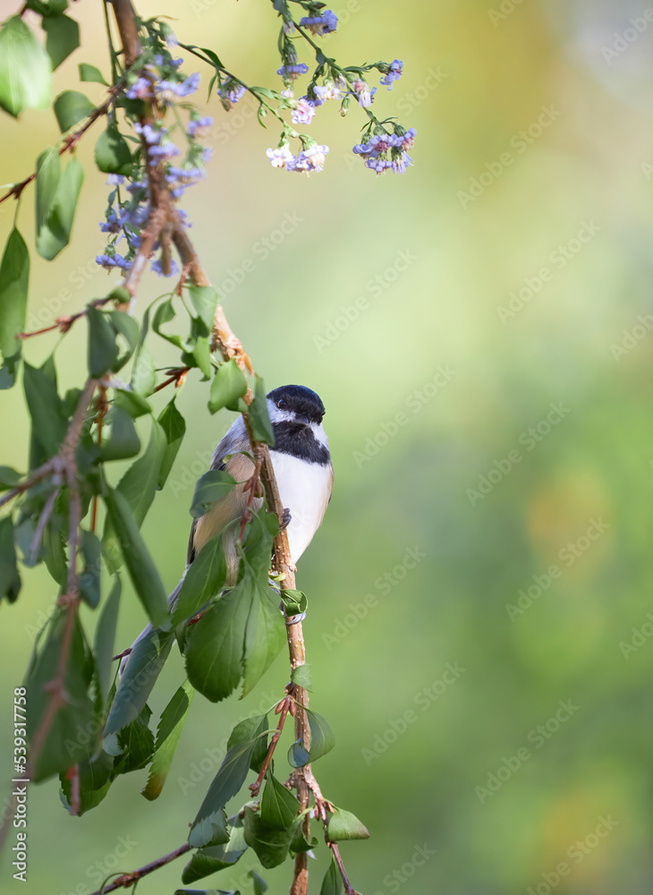 Obraz premium Black capped Chickadee small bird on perch
