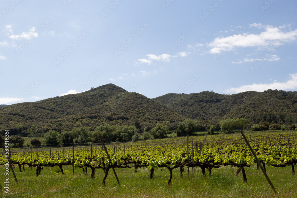 Vineyards at the foot of a mountain during a sunny day