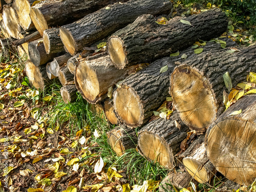 Pile of logs covered with fallen leaves