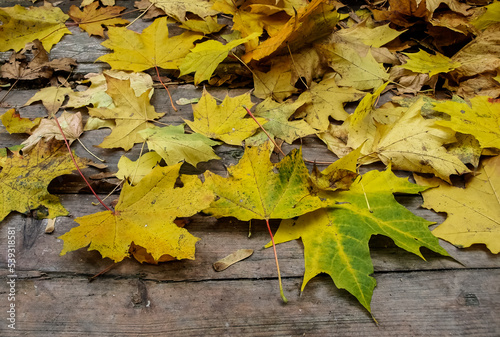 Fallen leaves on the boards