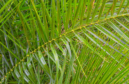 Green palm leaf after rain for background. Large branch of a palm tree. Nature in the tropics