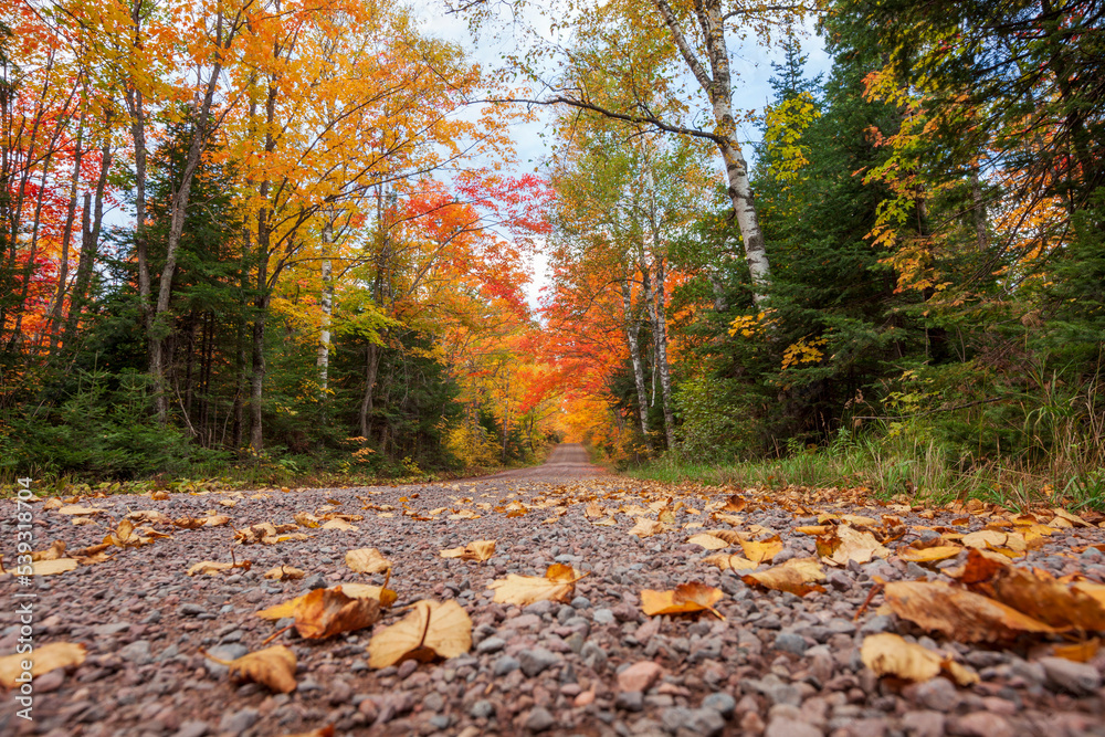 Low angle view of dirt road with trees in autumn color in northern Minnesota Low angle view of dirt road with trees in autumn color in northern Minnesota