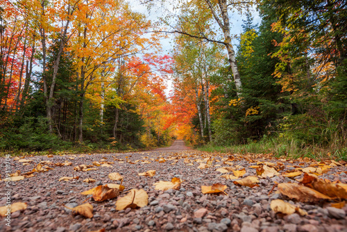 Low angle view of dirt road with trees in autumn color in northern Minnesota