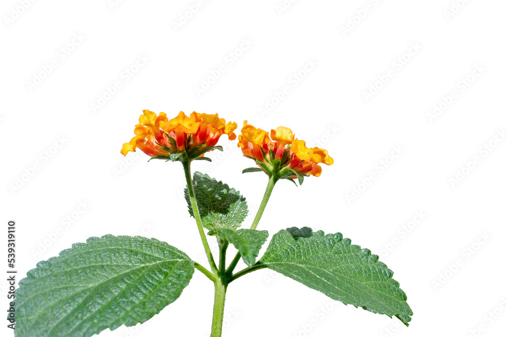 Close-up view of small beautiful Lantana Camara flower with orange and yellow tones, flower with leaves on white background, Rio de Janeiro, Brazil Close-up view of small beautiful Lantana Camara flower with orange and yellow tones, flower with leaves on white background, Rio de Janeiro, Brazil
