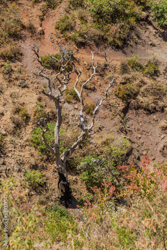 Dry tree near Kosoye village, Ethiopia