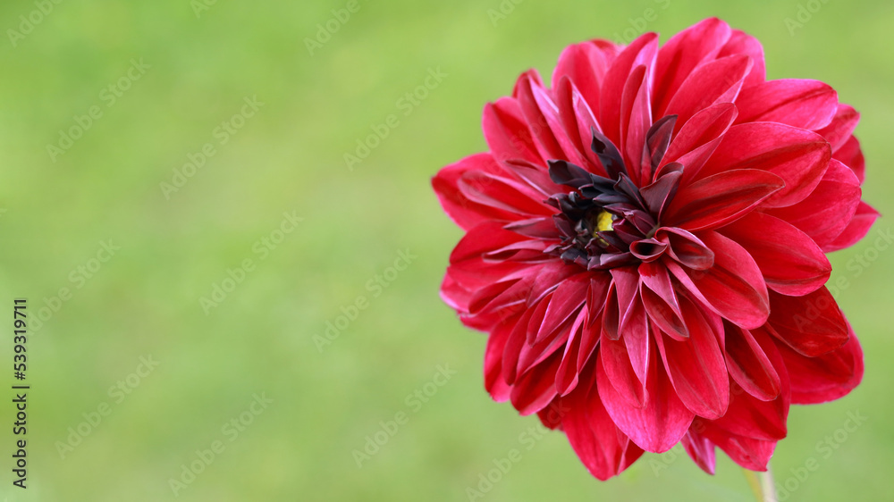 Obraz premium Burgundy coloured Dahlia Flower with green sepal petals. Red dahlia Black Jack blooming. Big autumn flowers. Fresh red Dahlia flower head on light green defocused background. Macro photo