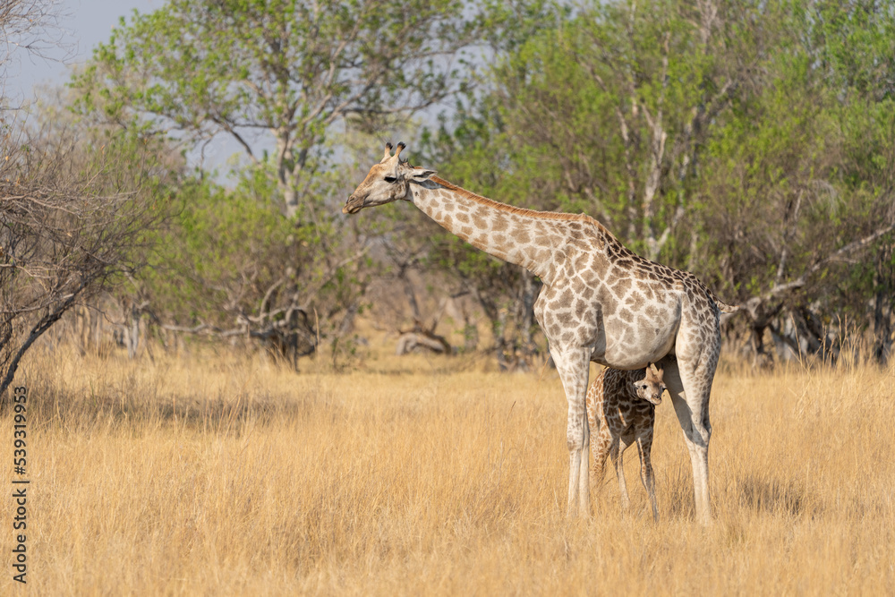 Obraz premium Okavango Delta 