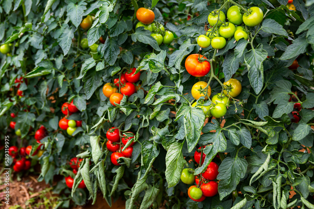 Red organic tomatoes ripening on bushes in greenhouse. Growing of industrial vegetable cultivars
