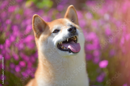 cinnamon colored shiba inu dog playing in garden