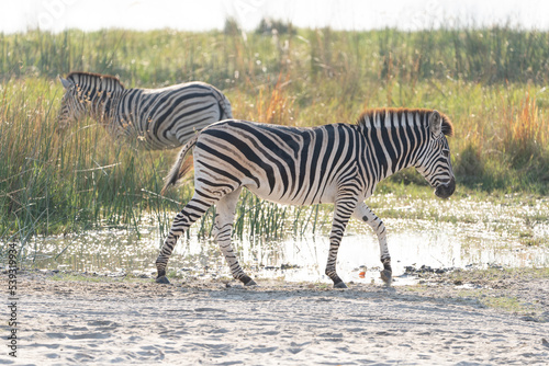 Okavango Delta  Botswana  