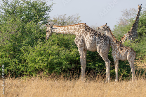 Okavango Delta  Botswana  