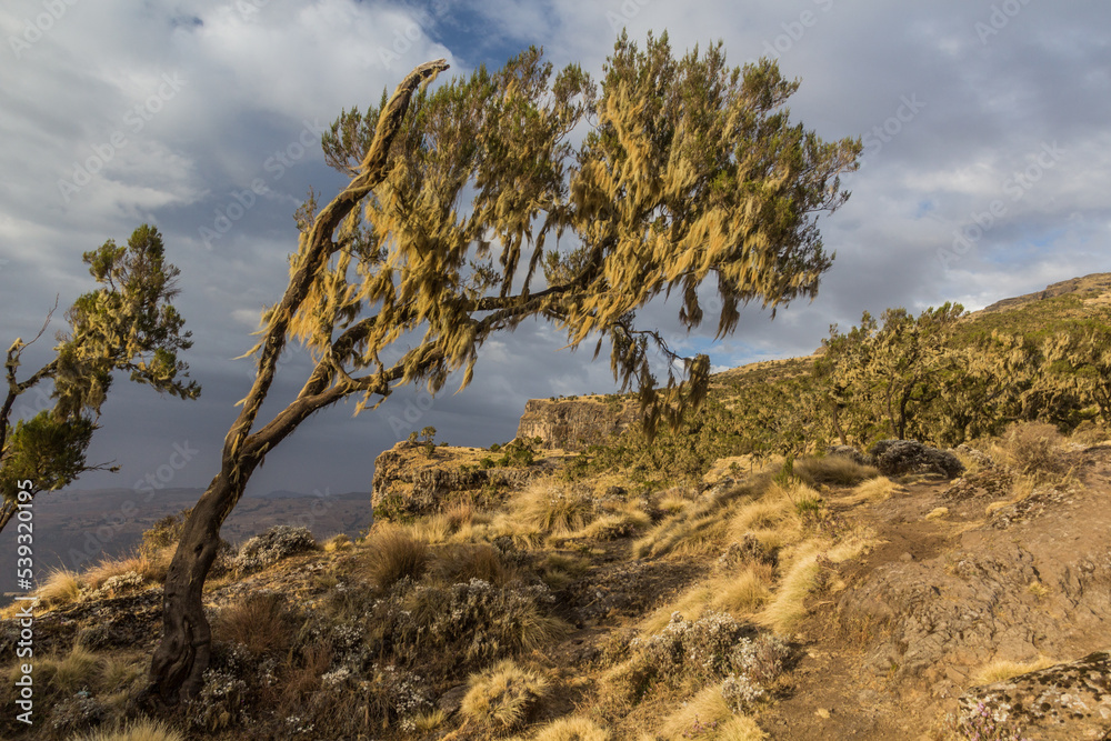 Beard lichens on a tree in Simien mountains, Ethiopia