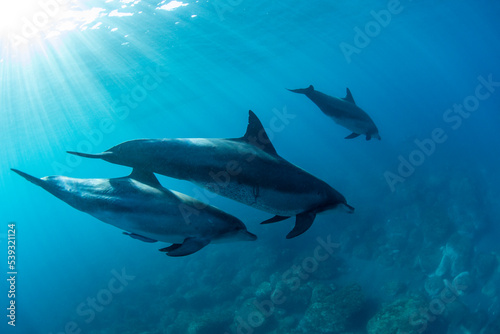wildlife dolphins underwater