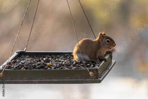 Small North American Red Squirrel At A Feeder photo