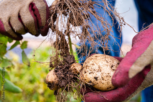 Closeup of potato and roots in gardener hands