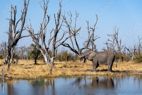 Okavango Delta  Botswana  