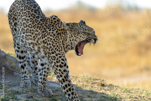 Okavango Delta  Botswana  