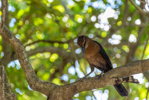 A great-tailed grackle stands on a branch, perched high up in a tree, and looks down on the people below. photo