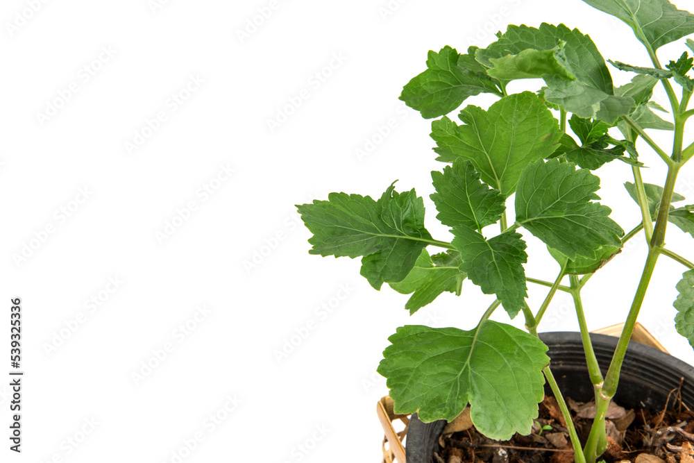 Naklejka premium Patchouli tree isolated on white background.