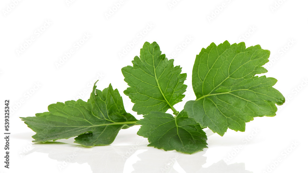 Patchouli green leaves isolated on white background. Patchouli green leaves isolated on white background.