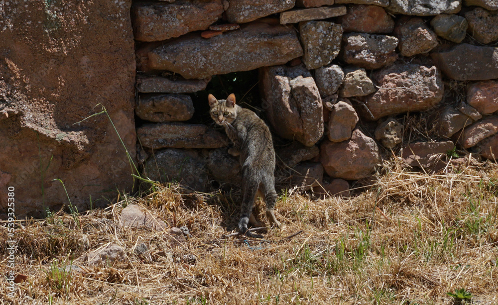 Fototapeta premium Cat going into hole 
