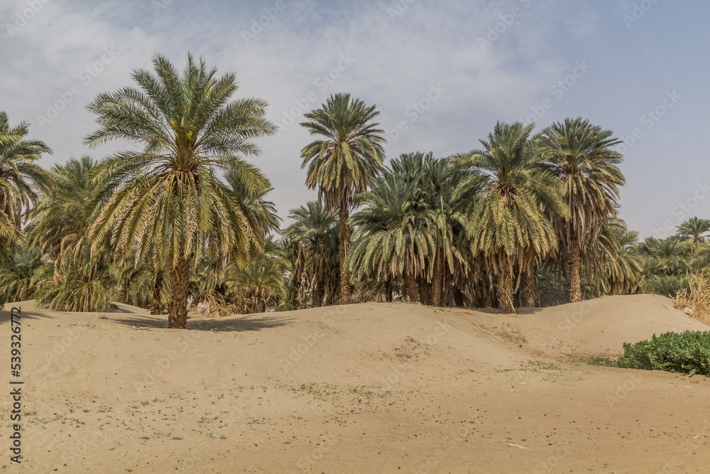 Palms on a sandy island in the river Nile near Abri, Sudan Palms on a sandy island in the river Nile near Abri, Sudan
