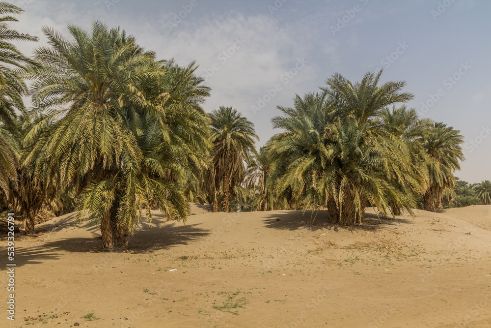 Palms on a sandy island in the river Nile near Abri, Sudan Palms on a sandy island in the river Nile near Abri, Sudan