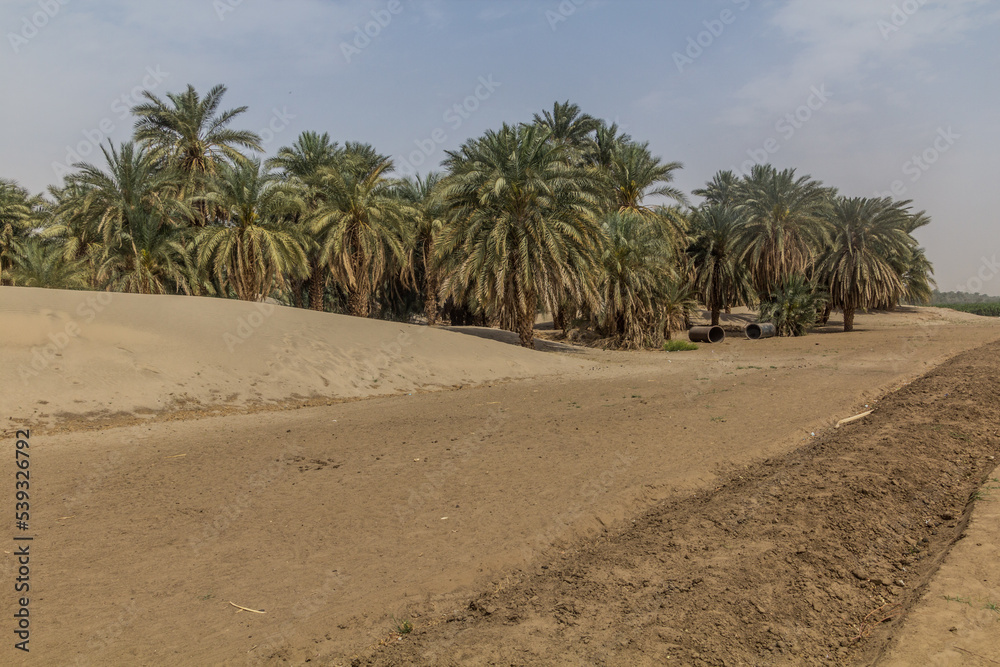 Palms on a sandy island in the river Nile near Abri, Sudan