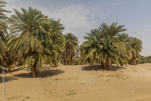 Palms on a sandy island in the river Nile near Abri  Sudan