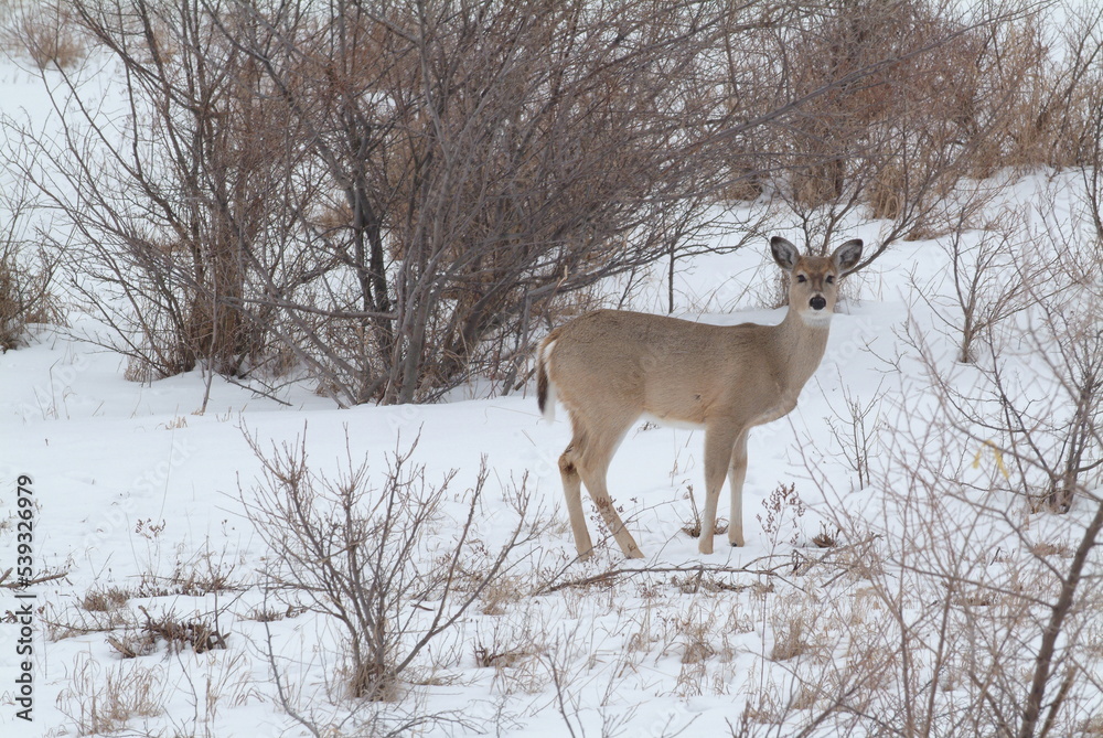 deer in snow