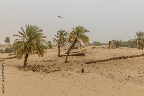 Palms on a sandy island in the river Nile near Abri  Sudan