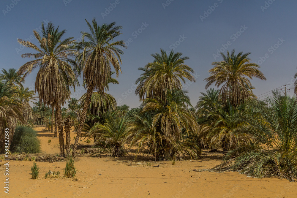 Palms in the sand, Sudan