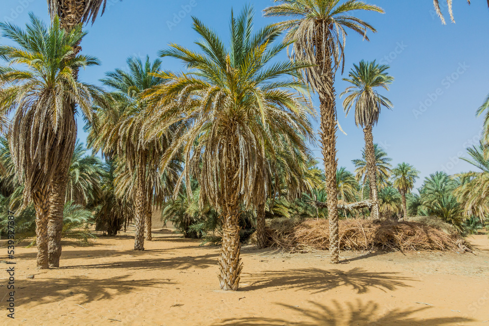 Palms in the sand, Sudan