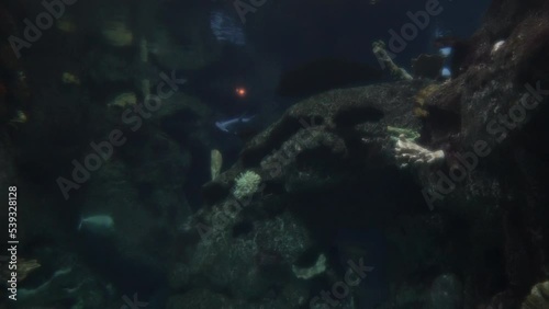 Several Fish swim past the camera in this undersea footage.