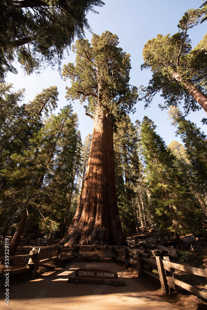 Fototapeta premium trees in the forest