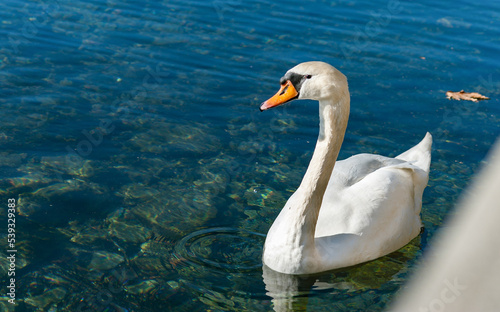 Beautiful swan in the perfectly clean Ohrid Lake