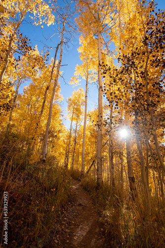 autumn in the forest