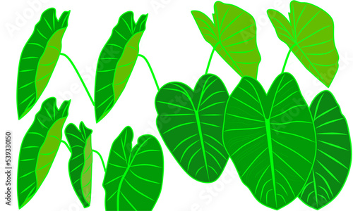 ilustrasi set daun talas hijau dengan latar belakang putih photo