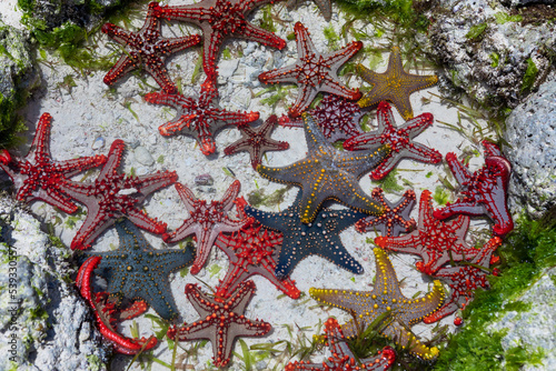 A lot of colorful beautiful starfish lying on the bottom in the blue ocean. 