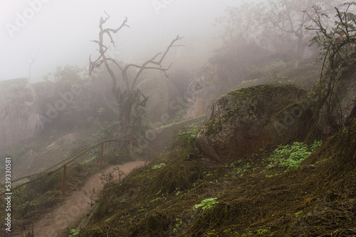 Old trees, big rocks and green plants in foggy day in National Reserve Lomas de Lachay, protected area in Lima Peru. photo