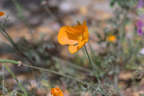 flores naranjas sobre un fondo verde de hojas o pasto