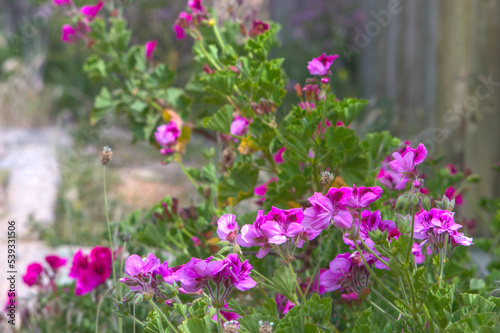 flores rosadas en el jardin, arbusto de flores photo