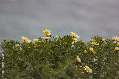 hierba y flores en la colina con vist al mar photo
