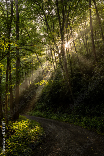Balsam Mountain Road With Shafts of Morning LIght and A Sunburst