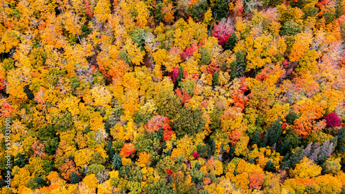 Drone view of Cape Breton Island, Autumn Colors in Forest, Forest Drone view, Colorful Trees in Forest