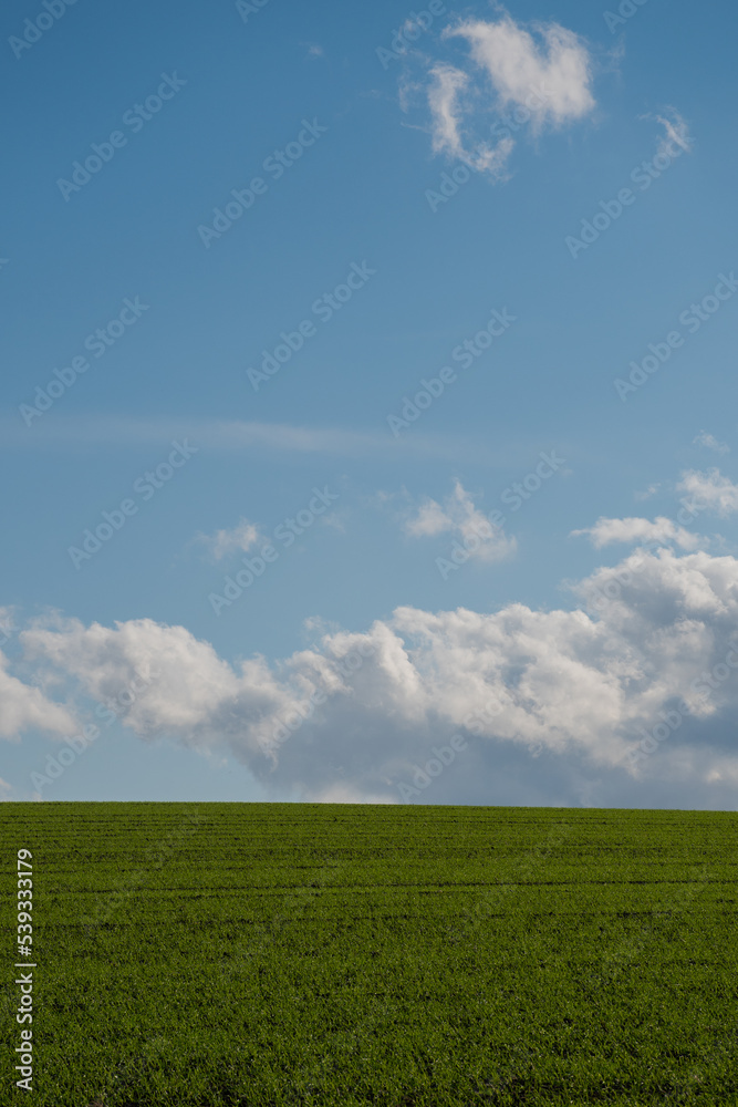 秋の緑の麦畑と青空
