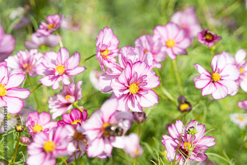 秋　コスモスの花畑の壁紙