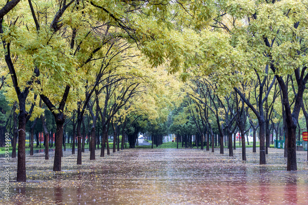 Naklejka premium Autumn drizzle in the park