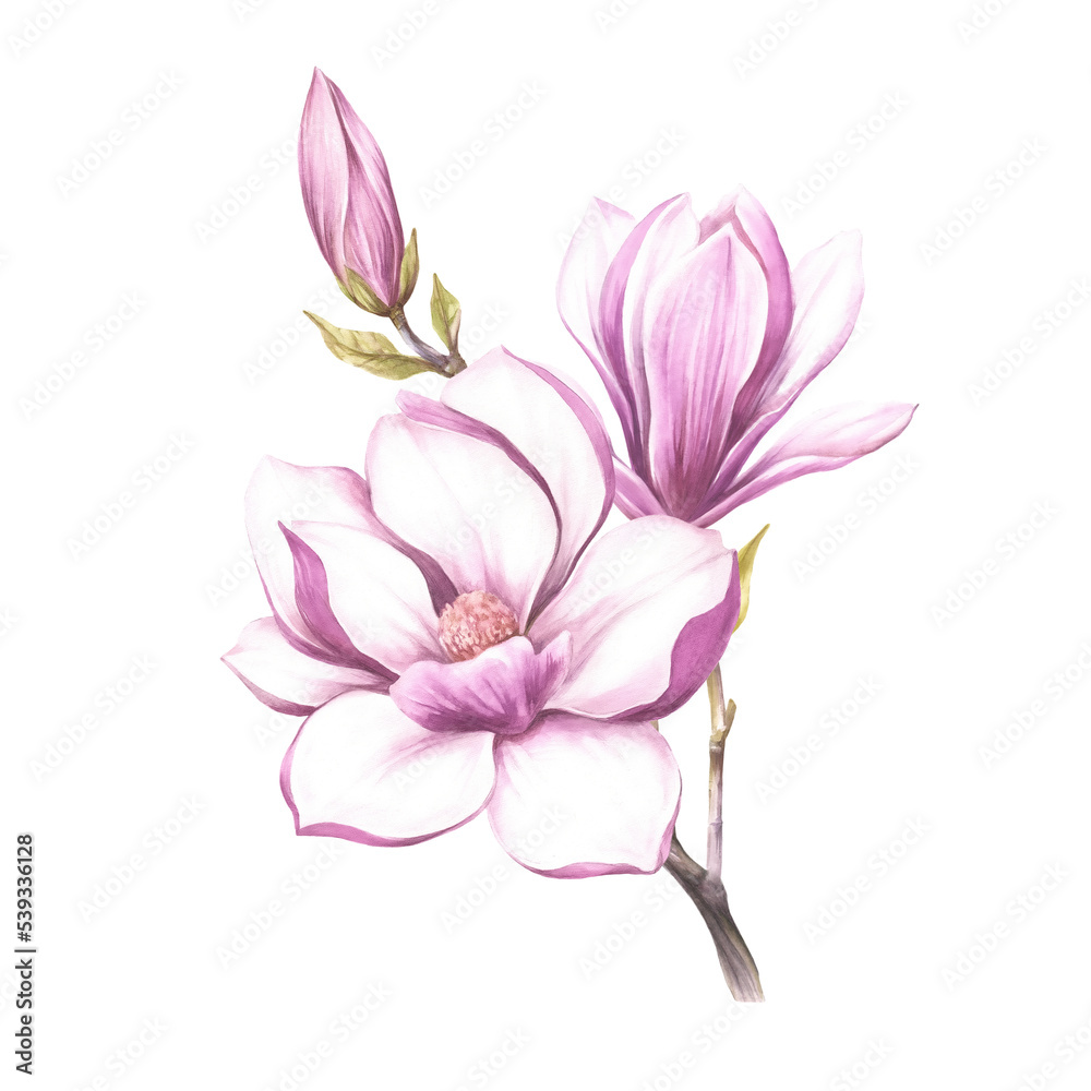 Fototapeta premium Image of blooming magnolia branch. Watercolor illustration.