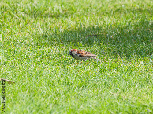 Sparrow On Lawn © david hutchinson